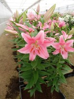 [4306 Piceno VH No01.JPG]